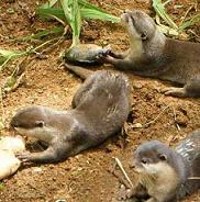 The Cikananga Otters