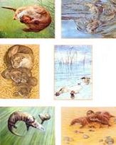 Otter Cards by Gaby Anderson (single)