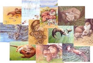 Otter Cards by Gaby Anderson (set of 5)