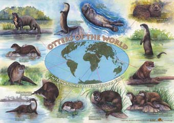 Otters of the World Poster