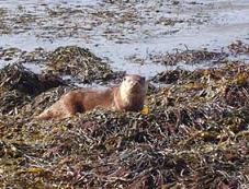 Otter Watching Day