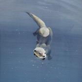 Otter Pool by Pollyanna Pickering - Limited Edition