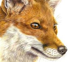 Limited Edition Print - Fox Fascination (Lyn Wells)