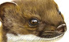 Limited Edition - Stoat Stare (Lyn Wells)