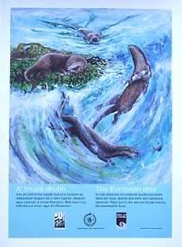 European Otter Poster