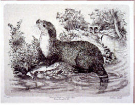 Otter Lithograph - Limited Edition