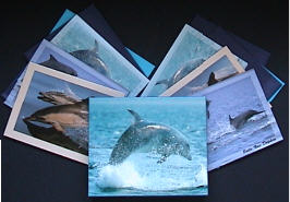 Dolphin Notecards