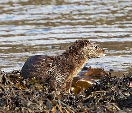 Make a Gift of an Otter Watching Day e-voucher