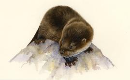 Limited Edition Print - Otter Cub (Lyn Wells)